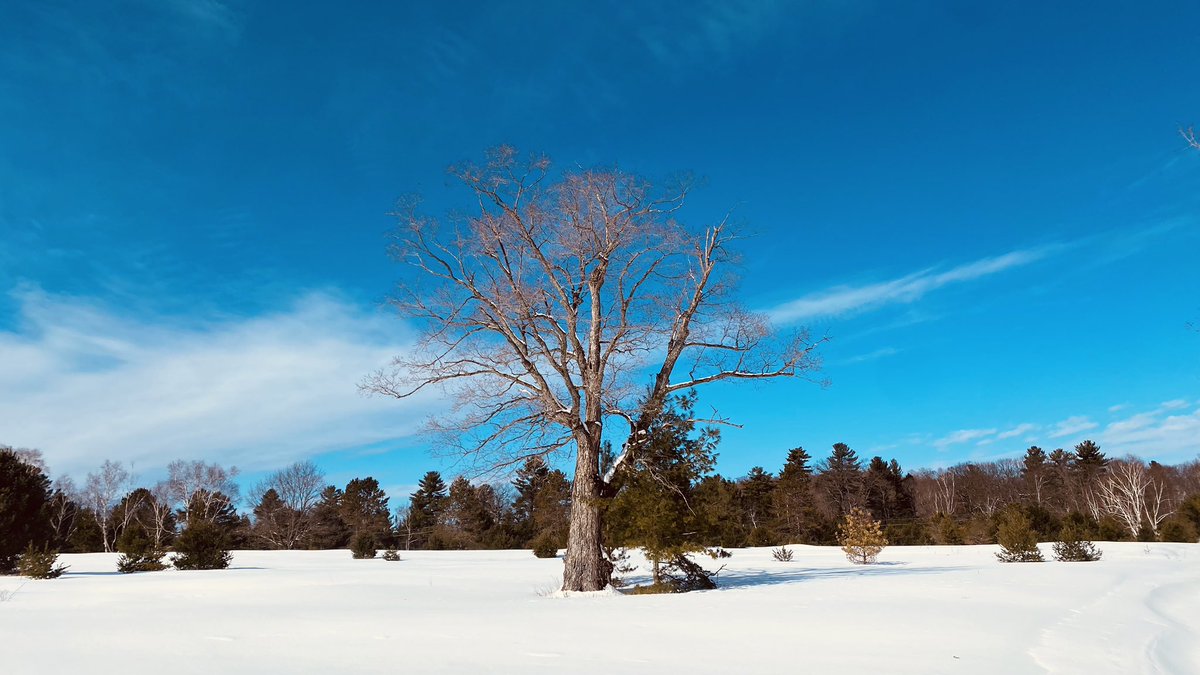 MuskokaCoach18's tweet image. March 1st in Muskoka…
In like a lamb
#BringOnSpring #WorkView