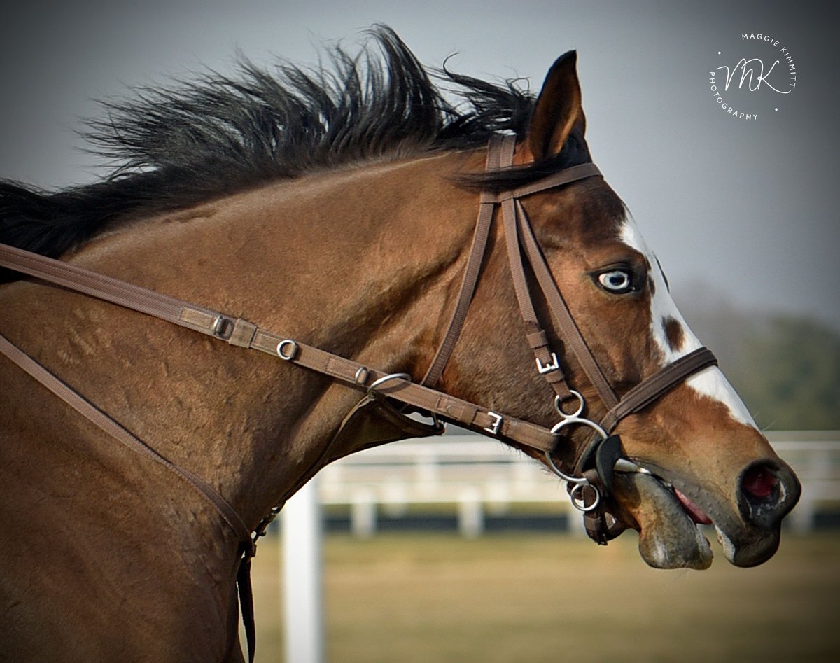 The unmistakable Royal Number, trained by Mike Trombetta and ridden each day by Mel Williams.