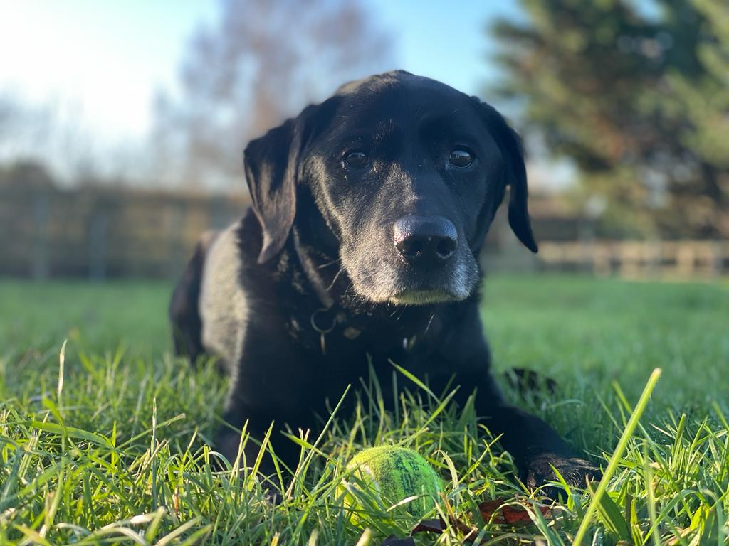 RPD_Scout's tweet photo. Happy 1st March 🐾 

#spottheball #dog #blacklab #retiredpolicedog #retiredk9 #blacklablove #blackdog #doglife https://t.co/n0NoihZXhS
