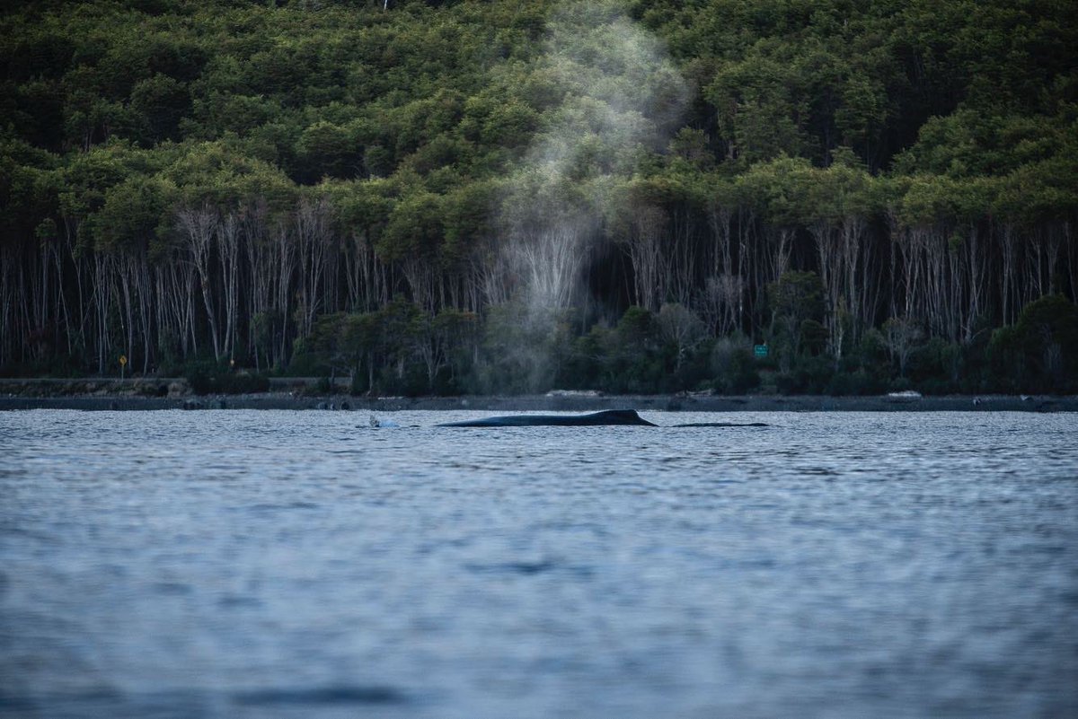 GobiernodeChile's tweet photo. ¡Gran victoria para la protección de la naturaleza y nuestro ecosistema! 🌱 

Gracias a la donación de @RewildingChile de 93.492 hectáreas en Cabo Froward, construiremos un parque nacional 🌳 Además, el Presidente @GabrielBoric planteó la creación de un área marina protegida 🐋🐟 https://t.co/3GU6D6u5sL