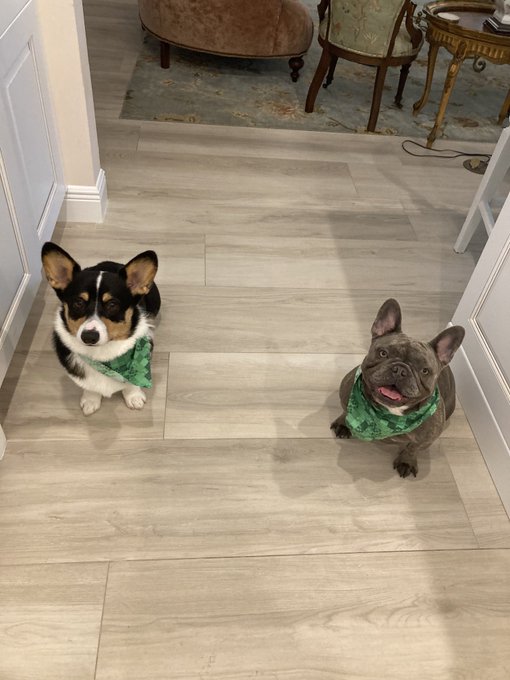 Bingo and Birdie have their St. Patrick&rsquo;s Day scarves on https://t.co/7rdOMveYCy