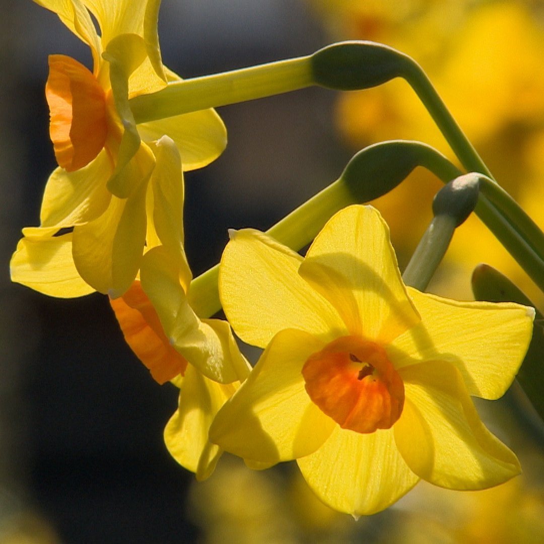 To all our Welsh viewers around the world, #DyddGŵylDewiHapus 🏴󠁧󠁢󠁷󠁬󠁳󠁿
#StDavidsDay #GardenersWorld #Wales #FirstDayOfSpring