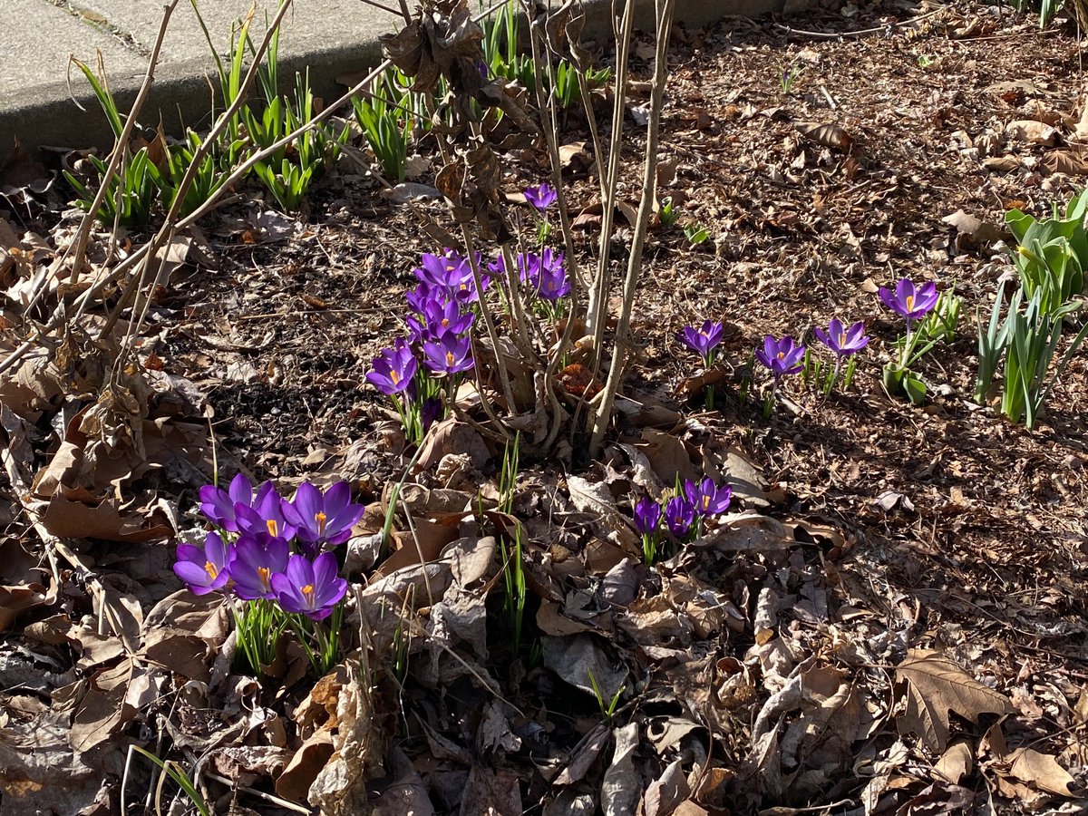 GaryMinnaert's tweet photo. March 1 = spring.
Crocuses in bloom #crocus https://t.co/EnoaVS6FjP