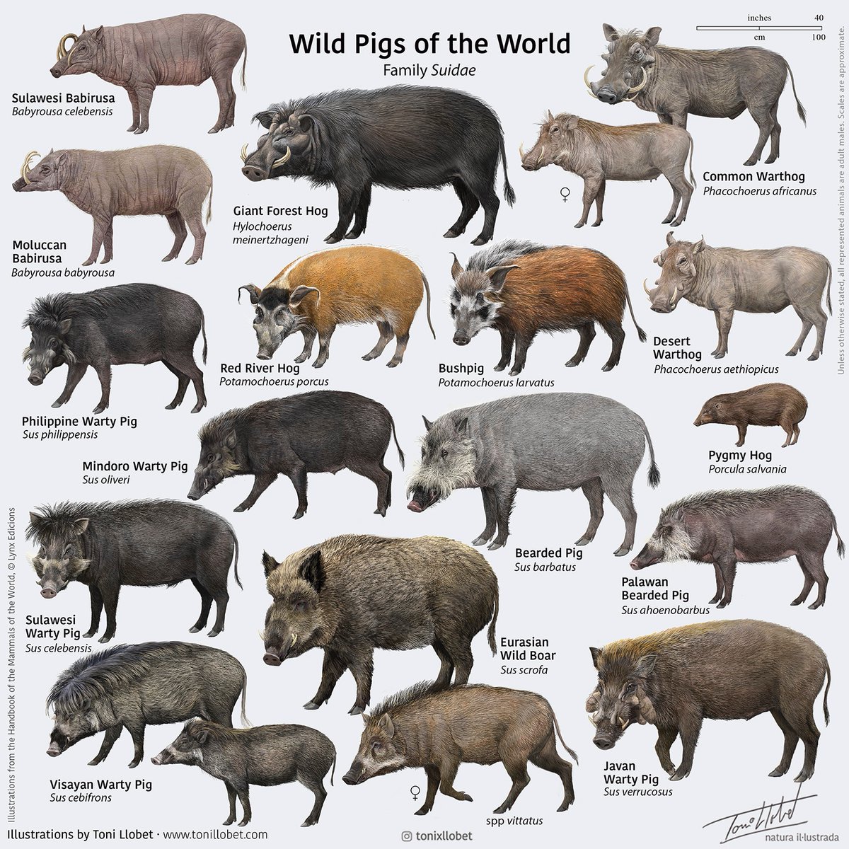 Today is World Pig Day. Let's celebrate it wildly!