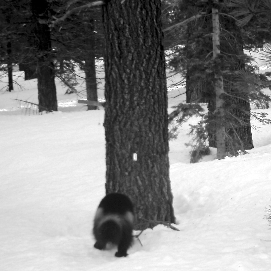 storycollider's tweet photo. ๐Check out these cool #storyextras from this week's #podcast episode with Dr. Katie Moriarty! There's even more on our website!
Also if you want the story behind the photos, listen to the podcast this week and learn all about the #wolverines! Listen here: https://t.co/wnq8wXUggQ https://t.co/YlAcXJXVd1