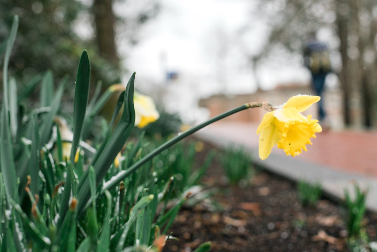 emoryhenry1836's tweet image. ☀️With the warm weather we have been experiencing, it's easy to picture there are only 19 more days until spring! It's the perfect time for prospective families to schedule a campus tour! Go to ehc.edu/visit to sign up. #welcomewednesday #emoryandhenry #jointheswarm🐝