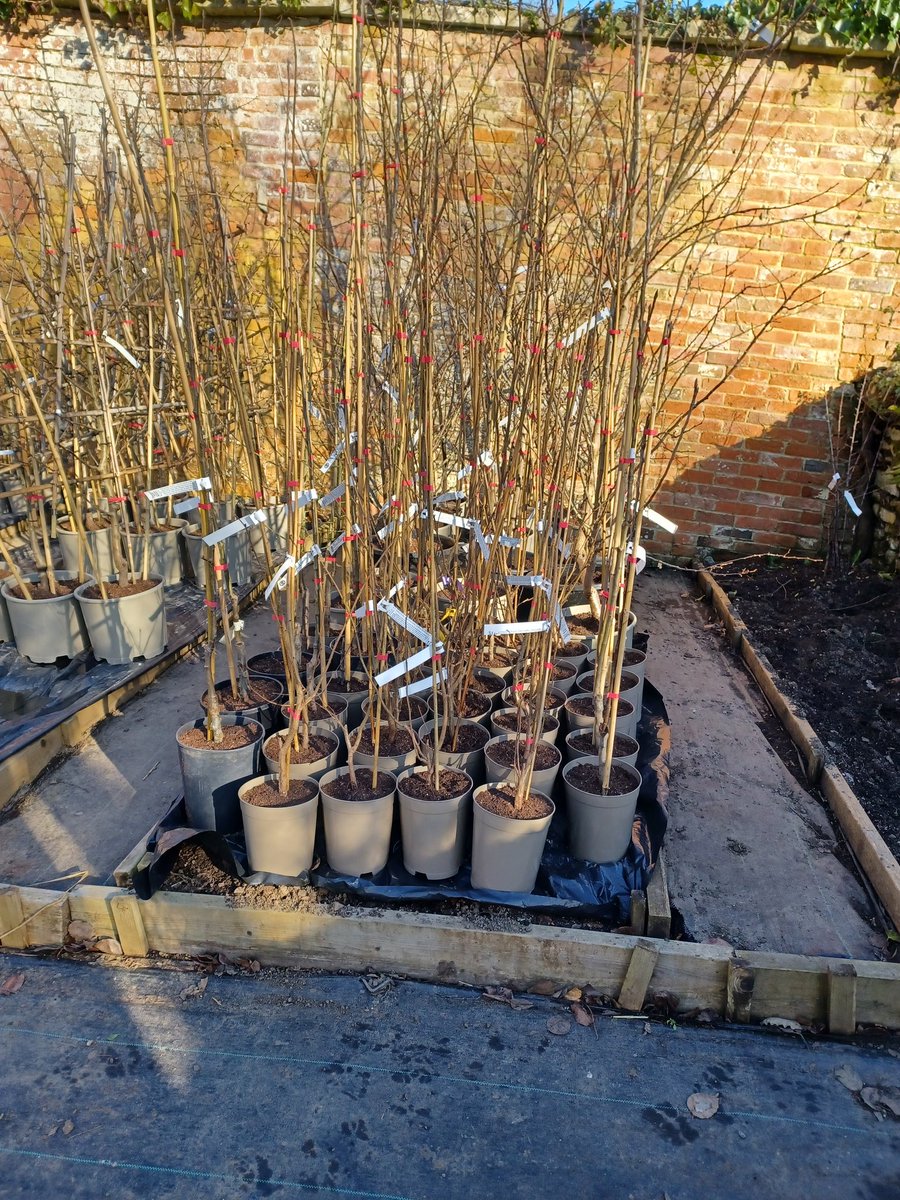 Busy potting stock for sale later this year, all in #peatfree compost