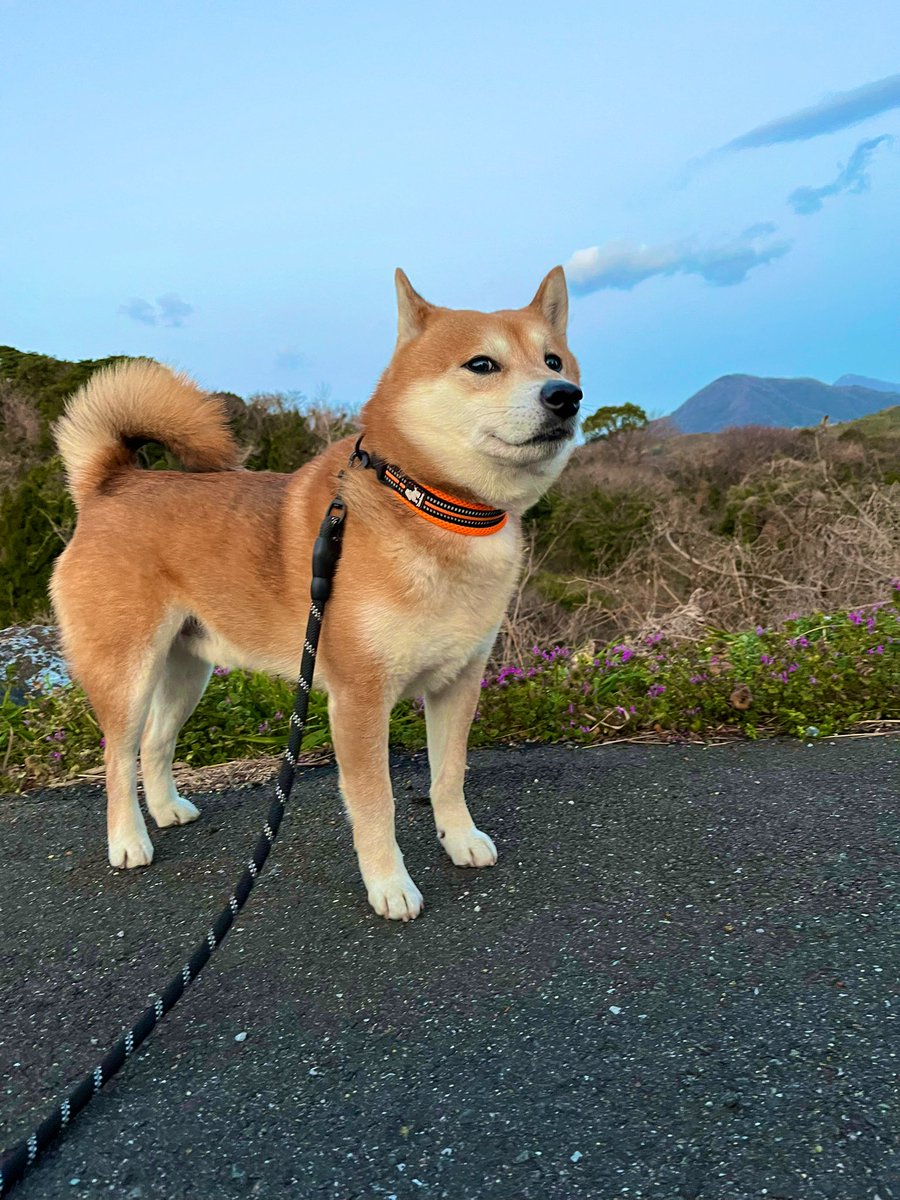 #イマソラ #空 #写真
#柴犬 #shibainu #犬 #dogs 

寒いけどガンバルよ https://t.co/u9PUmtJDWu