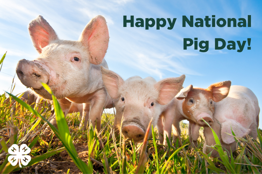 Michigan4H's tweet photo. Happy National Pig Day!  #MI4H https://t.co/1cAYdUCsQa