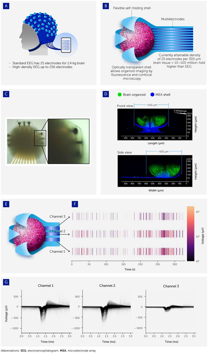 Dr_Alex_Crimi's tweet image. #Organoid intelligence (OI): the new frontier in #biocomputing and intelligence-in-a-dish frontiersin.org/journals/scien…