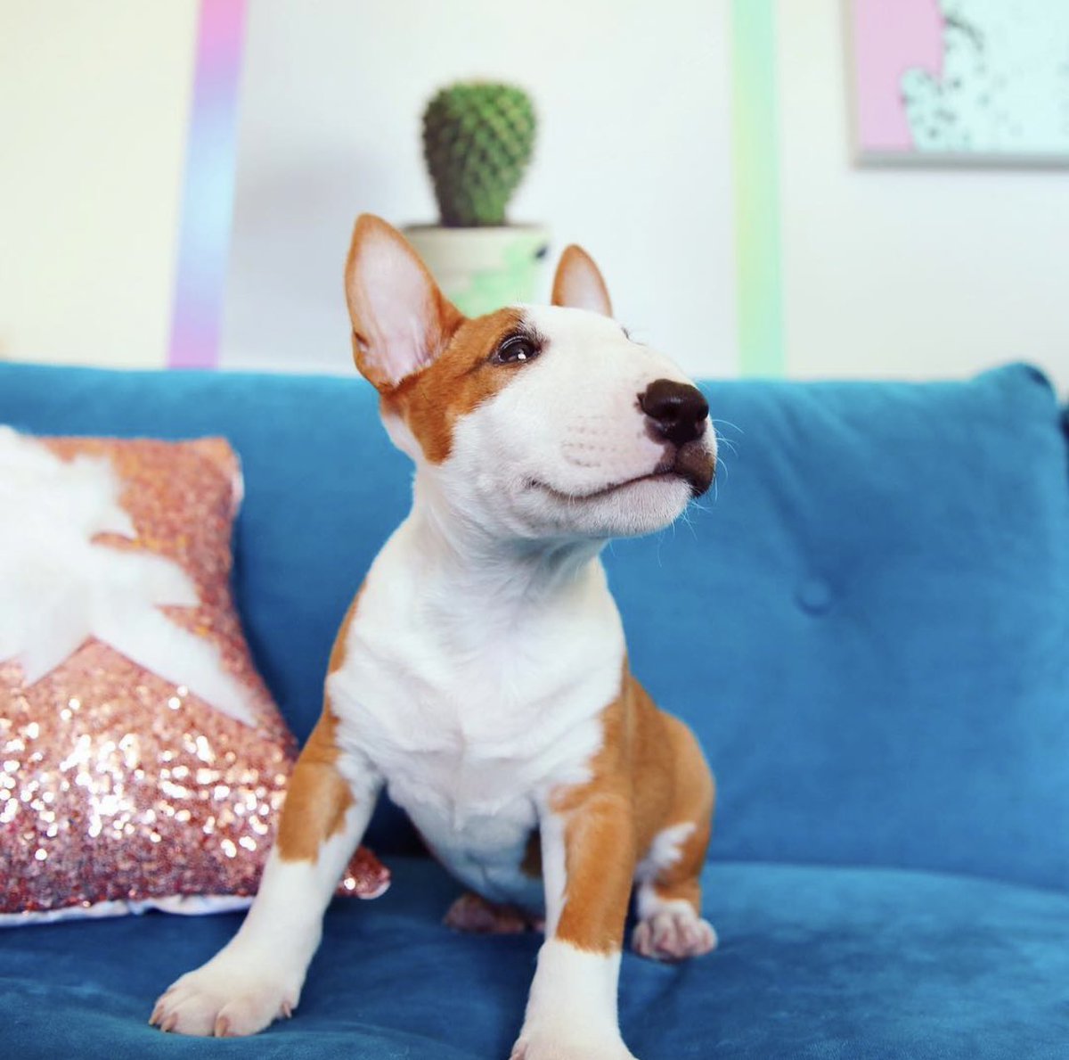 dog_rates's tweet photo. This is Moose. His noggin is uniquely designed to make nose pats as convenient as possible. 14/10 you’re welcome https://t.co/l8ufsqluOo