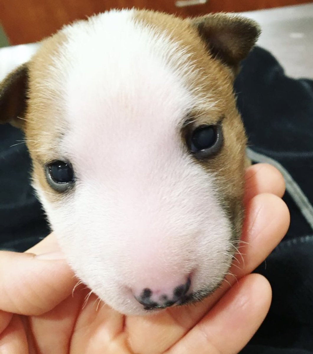 dog_rates's tweet photo. This is Moose. His noggin is uniquely designed to make nose pats as convenient as possible. 14/10 you’re welcome https://t.co/l8ufsqluOo