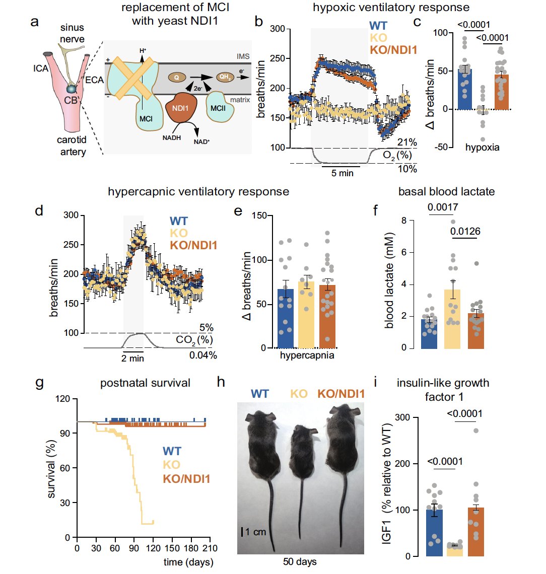 🔴 NEWS |

🔷 Researchers of <a href="/ibis_sevilla/">IBiS</a> show that transgenic NADH dehydrogenase restores oxygen regulation of breathing in mitochondrial complex I-deficient mice.

📌 The study led by Prof. J. López-Barneo is available at <a href="/NatureComms/">Nature Communications</a>: 

▶️go.nature.com/3xZGr1k