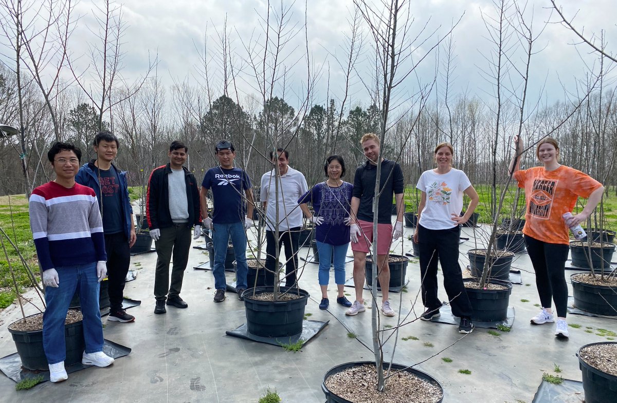 Spring is super early in Georgia this year. Out with the @TsaiLabUGA & @Schmitz_Lab lab collecting poplar flowers for our new DOE BioPoplar project!