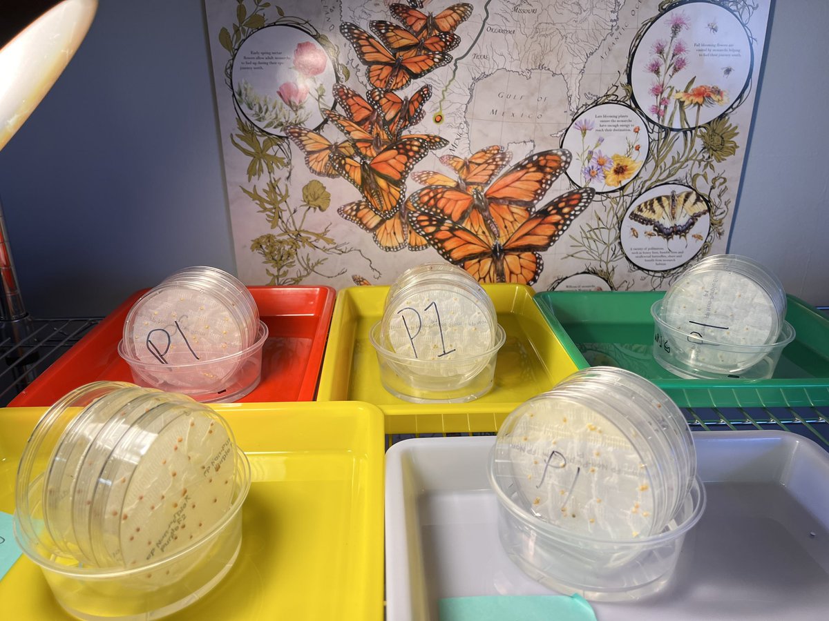 _JenThomas's tweet photo. On Monday we got these #fastplants seed disks set up to germinate in Science 7.  Tomorrow we get to explore the results of the monohybrid genetic crosses. #TurnerFamily 🌱🌱 https://t.co/i9aQkhCAf3
