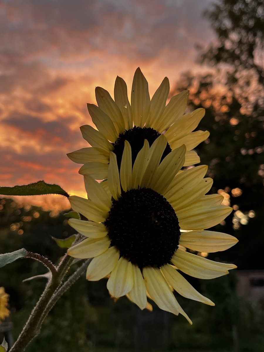 Im signing off for the evening but I’ll leave you with this beautiful sunset from my allotment 🧡💛🌻
#GardeningTwitter #Allotment #Gardening #AllotmentUK #sunflowers #SunflowerWeek2023 #sunset
