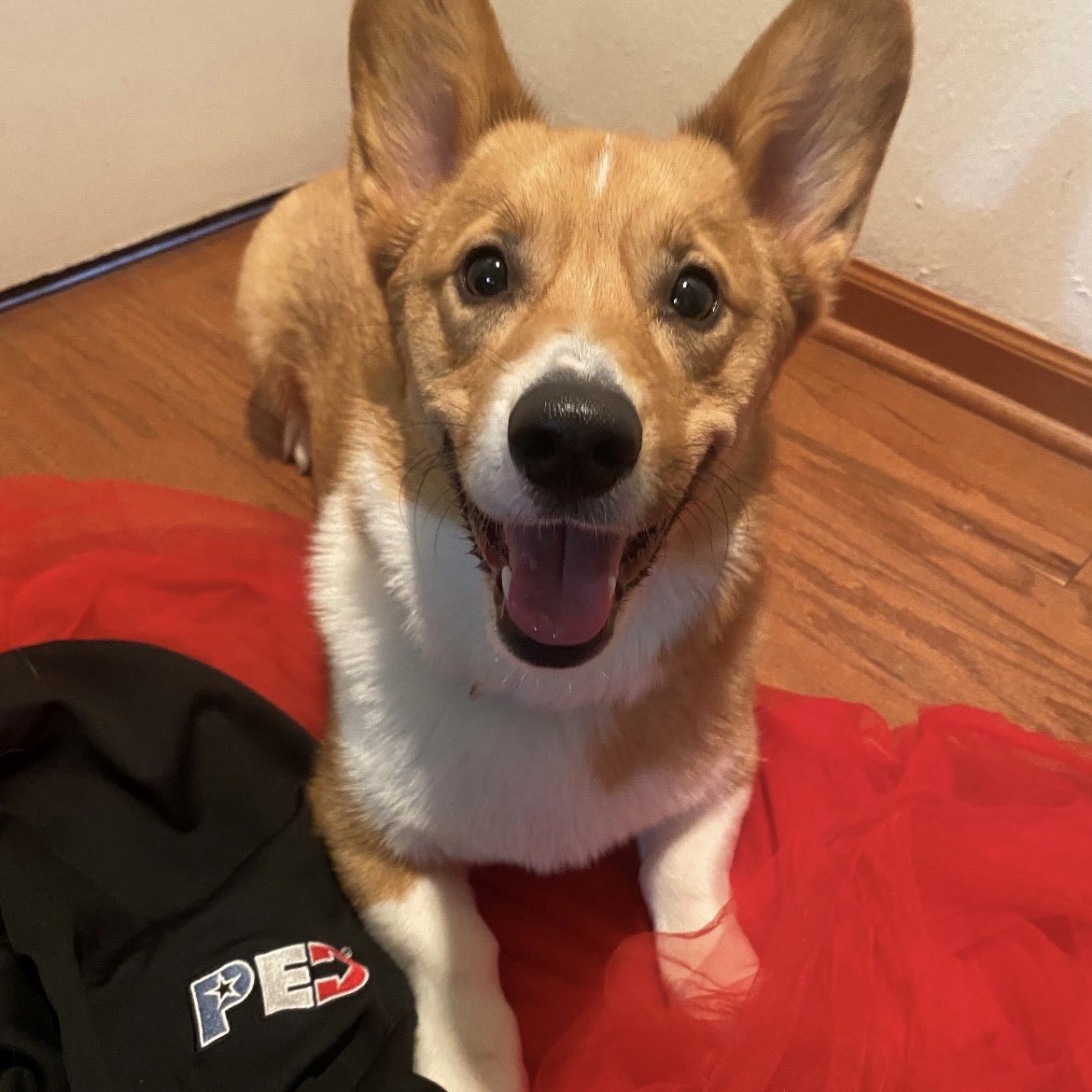 PowerEquipment's tweet photo. Happy #nationalcorgiday from Bagel! ❤️10/10 would let him borrow a PED sweatshirt again. https://t.co/6qgJg2C9u2