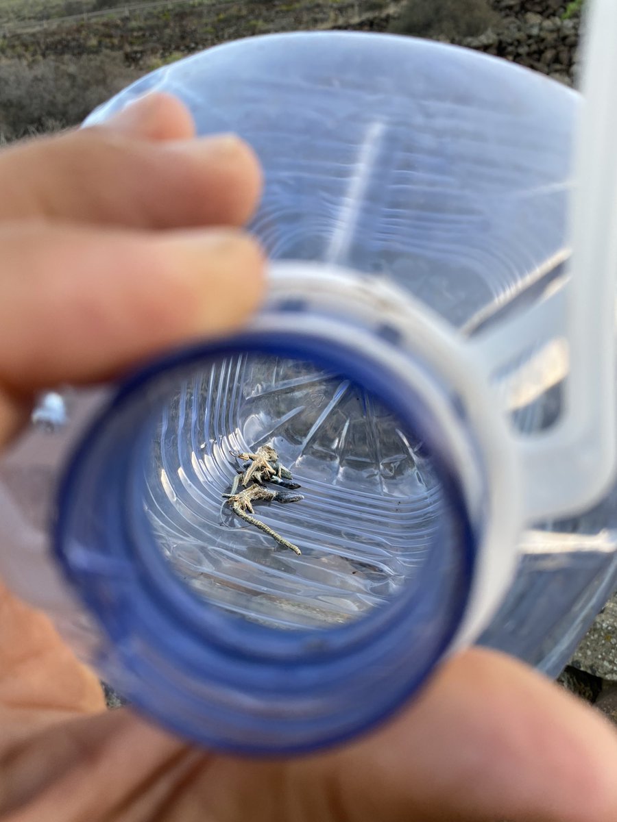 Maelán Fontes👨🏽‍💻 tweet media