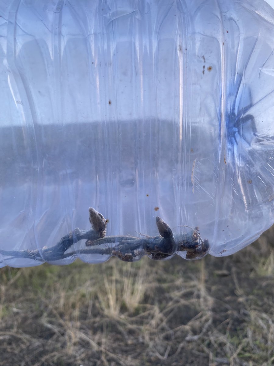 Maelán Fontes👨🏽‍💻 tweet media