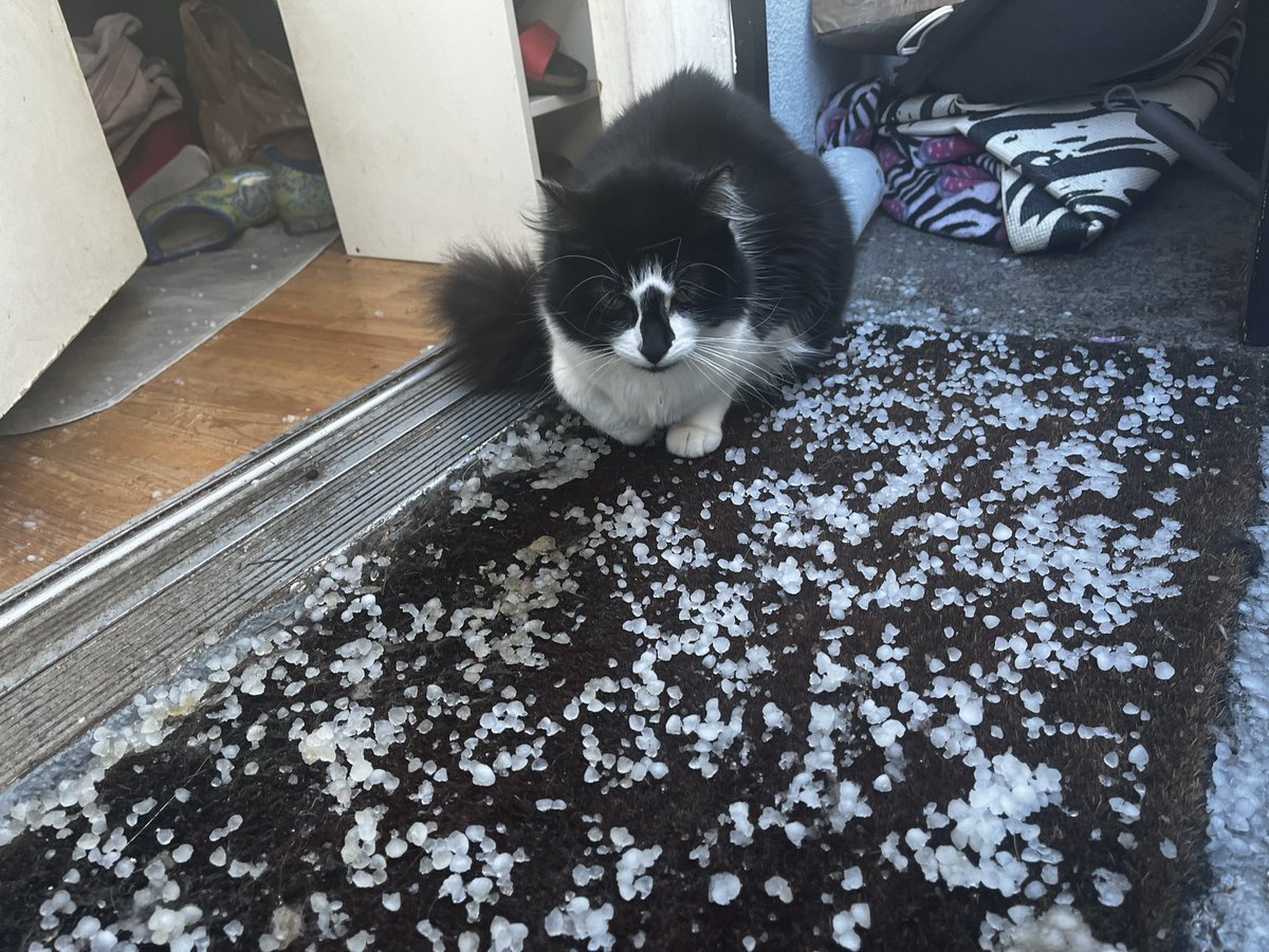 newsjane's tweet photo. #LittleKitty #StormKitty #graupel note, it was the cat that went outside to investigate this weather, not the dogs! #Southbay #BeachCities #LAWeather @SpecNews1SoCal https://t.co/ARQBGvsSNM