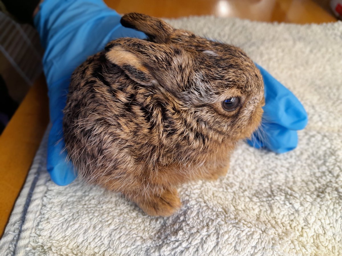 This #leveret is 10-14 days old. Mum was killed on road at #Kintbury, #WestBerks.  Member of public saw, stopped, saw this little one, scooped it up and called us. It's now with our bunny and hare specialist. So small and vulnerable 🤞