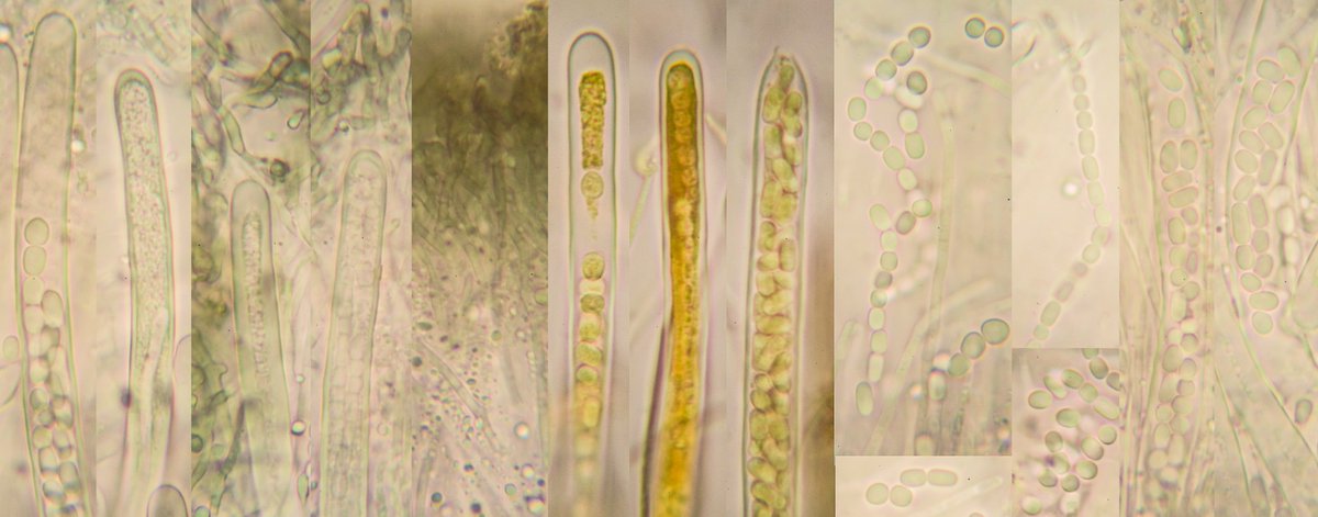 Pretty sure this is the first British record of Schizoxylon compositum, collected from Worth forest last week <a href="/ProtectWarren/">Protect_Oldhouse_Warren</a> <a href="/POWtrees/">POW Tree of the Week</a>