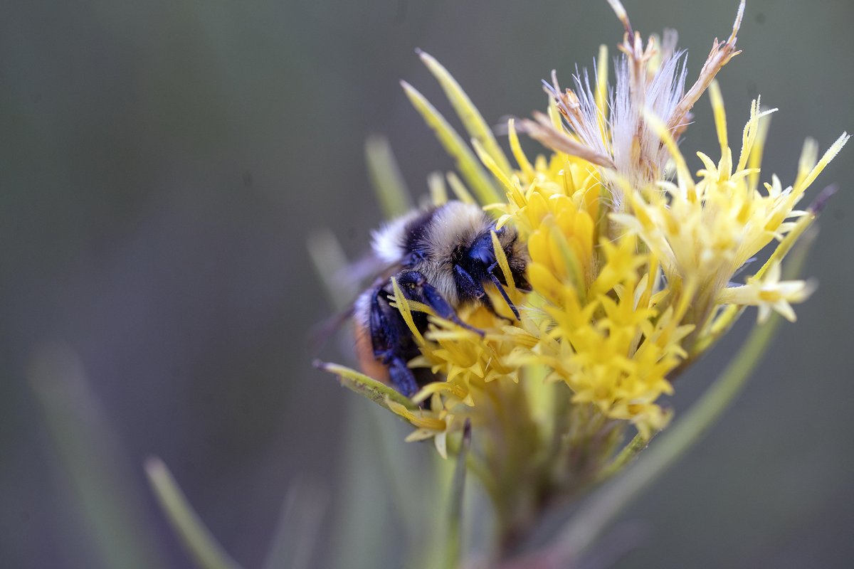 What's the BUZZ? The Utah Pollinators Pursuit project is BACK!  

Learn more in this edition of Science from the Steps! gsenm.org/help-document-…