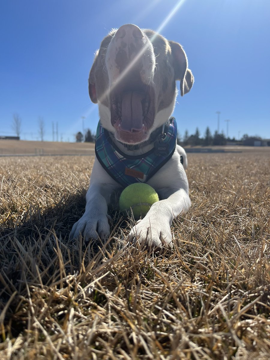brody_mueller's tweet photo. Nice weather = happy Rooney https://t.co/j6CiM0crw8
