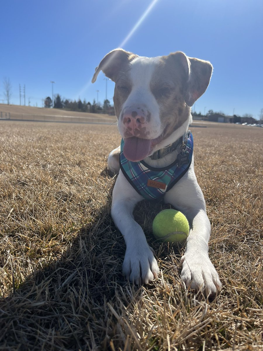 brody_mueller's tweet photo. Nice weather = happy Rooney https://t.co/j6CiM0crw8