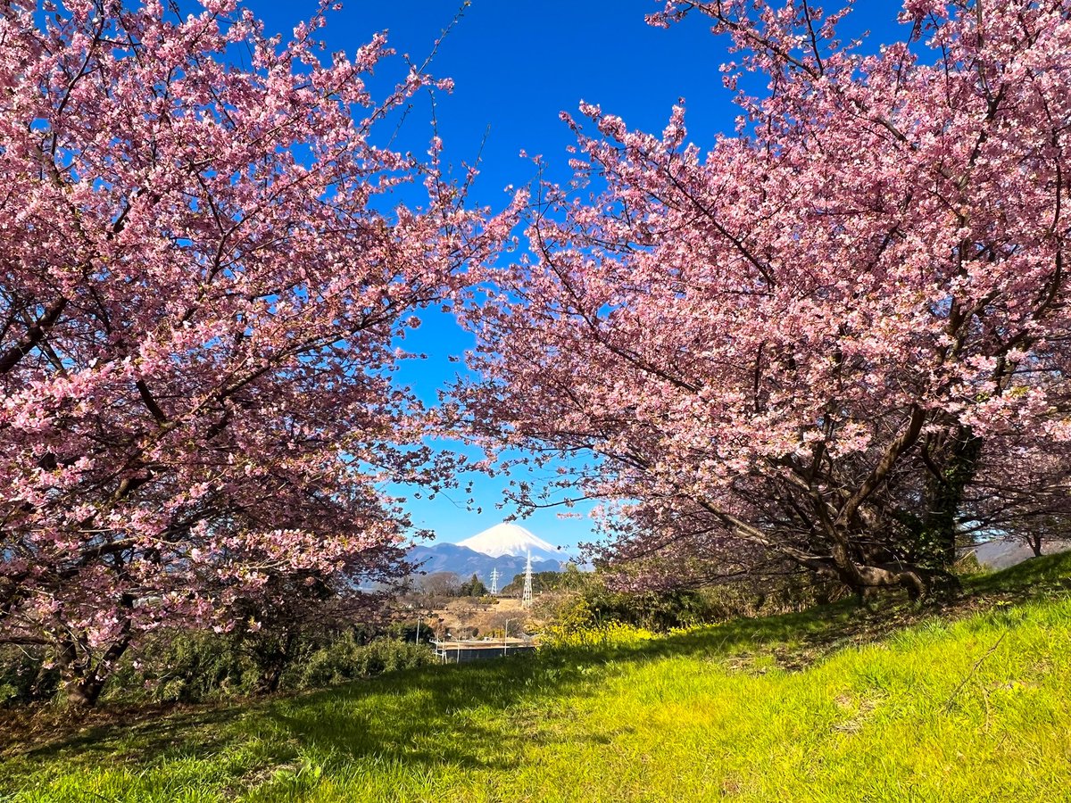 おはようございます
少し遡って今年撮影した河津桜です
満開の河津桜の奥にちょこんと見える富士山🗻
今年はいい天気の時に行けました

#富士山
#マルミフィルター
#EXUSサーキュラーPLⅡ
#河津桜
#kanagawaphotoclub
#はなまっぷ
