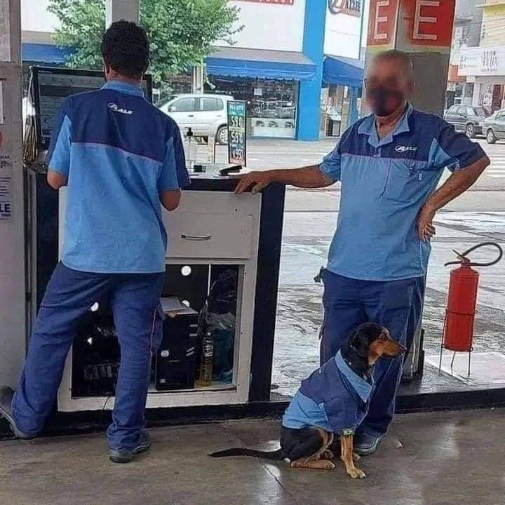 Lo adoptaron y ahora es el mejor empleado y más feliz del mundo...