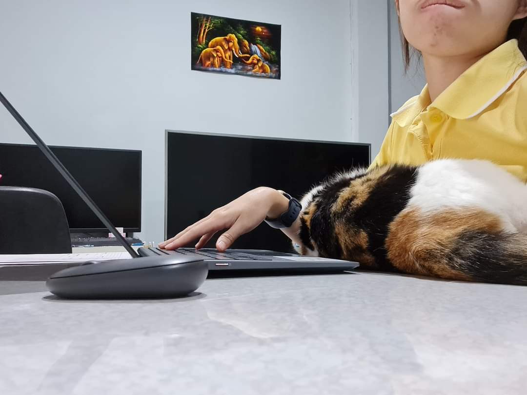 Lele Neko NFT tweet media