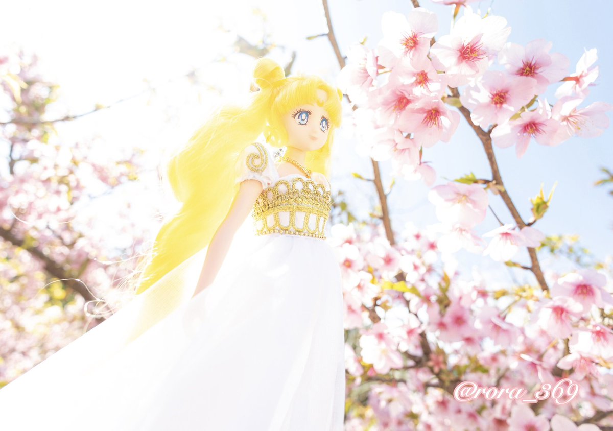 rora_369's tweet photo. 透明感のあるセレニティになったかなと思います✨
同じ桜の木で撮ったのに銀髪セレニティとは全然違った写真に仕上がりましたね!
同じドールなのに衣装と髪色でこんなに変わるのか…と思います😄
#styledoll #セーラームーン #ドール #桜 https://t.co/iTEa31Kj3j