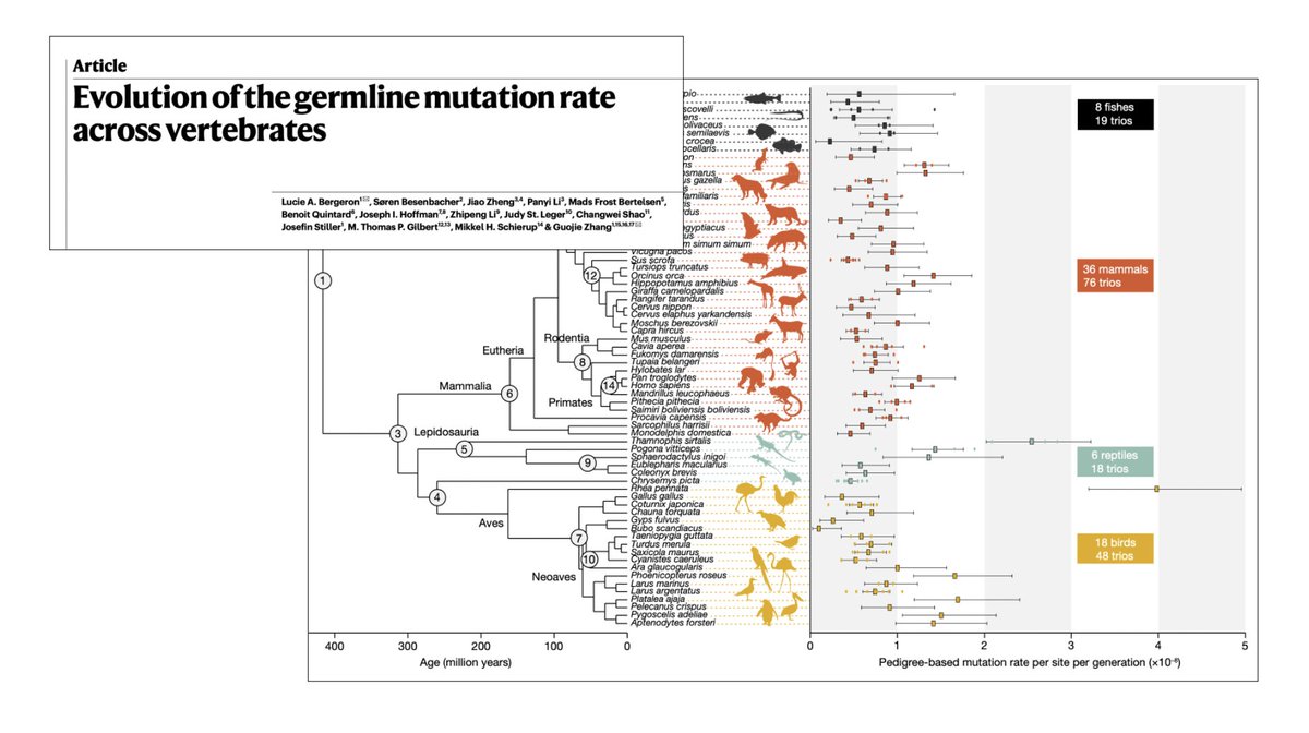 How do mutation rates compare across mammals, fishes, birds and reptiles? New work in <a href="/Nature/">nature</a> finds:
1. Higher mutation rates in males in mammals &amp; birds, but not in reptiles &amp; fishes.
2. Generation time, age at maturity &amp; fecundity affect mutation rates.
nature.com/articles/s4158…