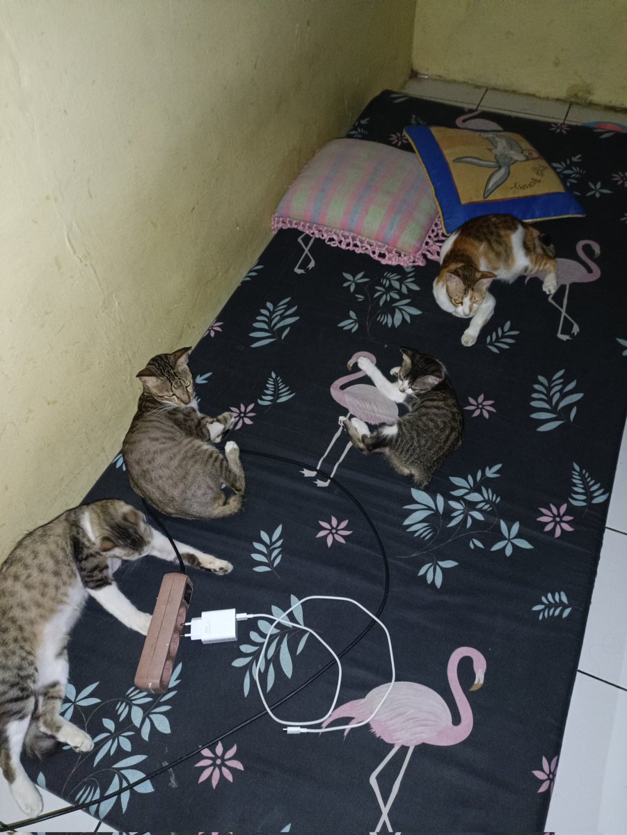 restaaokt's tweet photo. @kochengfs Ini keluarga Acil 🙄 udah sering lahiran yg hidup cuma 3 &amp; warnanya sama semua 😌 namanya bubu, bibi, boba. 

Di foto kedua namanya nemu. warga baru nemu di awal bulan 🙃 semoga cepet akrab aja. capek misahin kalo berantem wkwkw https://t.co/RY39ChrBrH