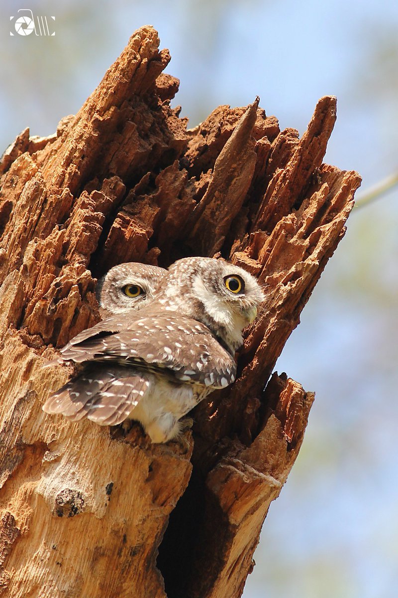 amabirdman's tweet image. Spotted Owlets (புள்ளி ஆந்தைகள்), for #TwoToTango theme by #IndiAves.