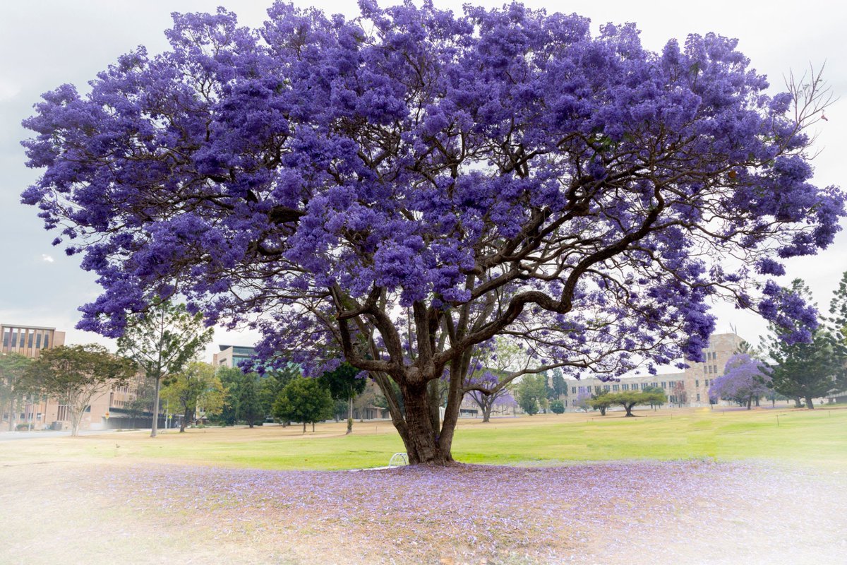 dietniggga's tweet photo. Spring is almost here you know what that mean… the cum smelling trees are finna bloom https://t.co/zPnTxhcB3a