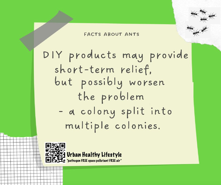 4UrbanLifeStyle's tweet photo. Ants travel large distances. The cleanest of homes can provide a ready food source for ants which once found can invade in large numbers. 

DIY remedies can provide short-term relief but can cause split of multiple colonies. 

Read more ... https://t.co/ev3C01Qm4F https://t.co/yxfPawakst