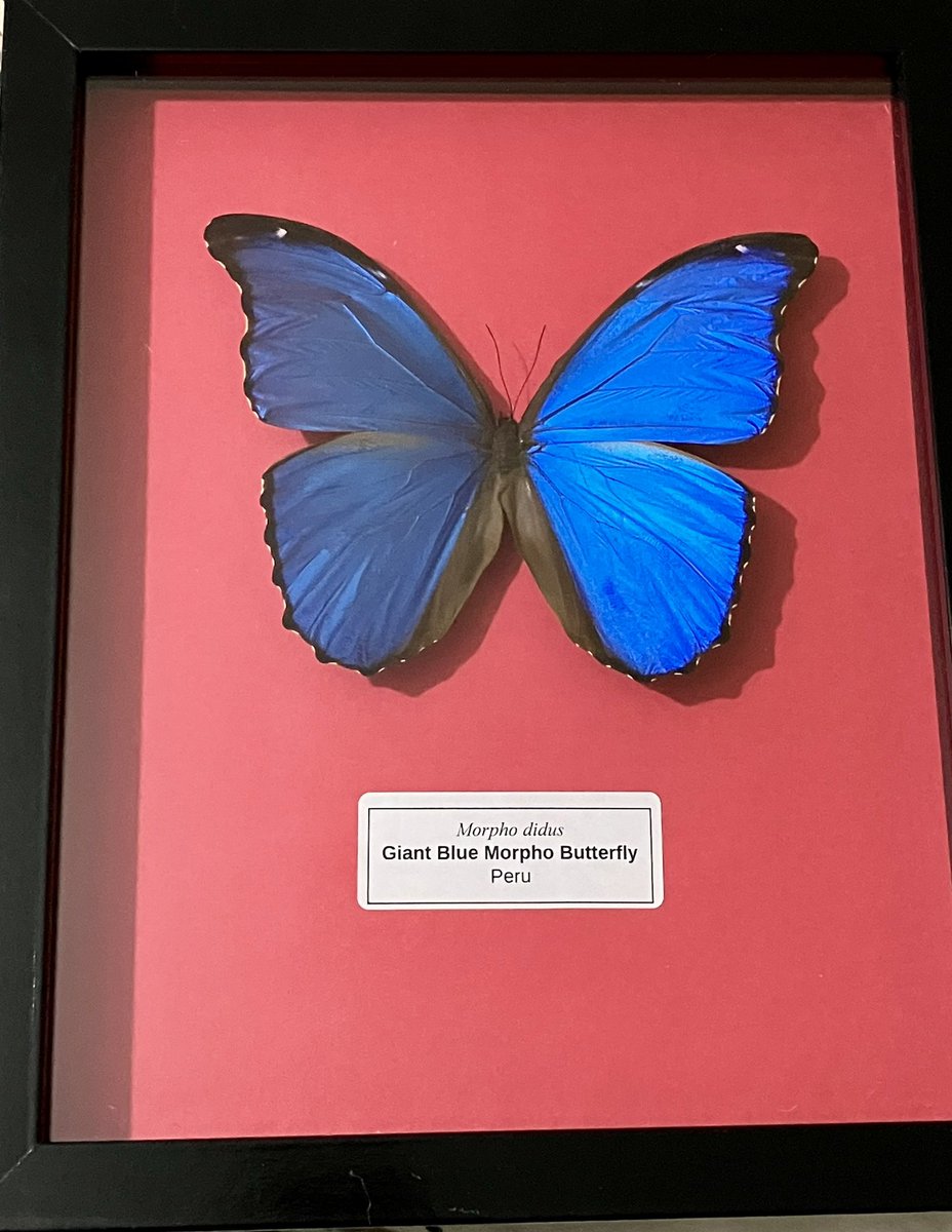 Thank you to <a href="/entomica/">Entomica</a> for this gift today. Biodiversity is fascinating. We’re very lucky to have entomica <a href="/CitySSM/">Sault Ste. Marie</a>.