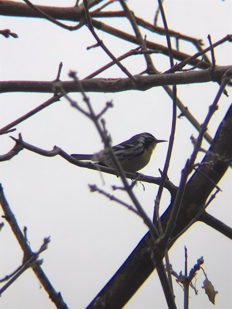 ScottSomershoe's tweet photo. All time Denver area green bird #312, Yellow-throated Warbler! Only 5.5 miles from my house. 35F, breezy and flurries made for a cold ride. I got it though! https://t.co/EgB0LOT9w2