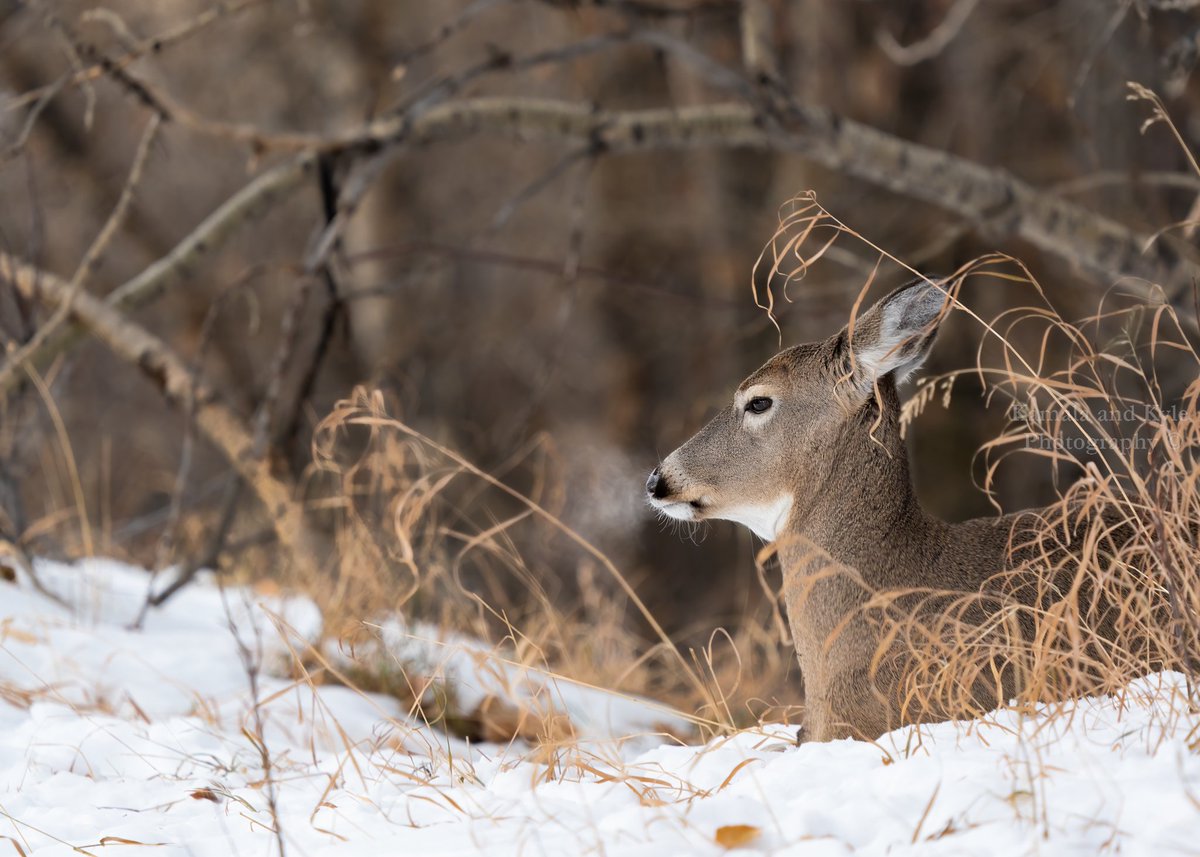 I wonder if animals also get excited, or at-least interested, when they see their breath in the cold?
White-tailed Deer, Calgary, 2022 
#whitetaileddeer #odocoileusvirginianus #whitetaildeer #yycphotography #capturecalgary #calgaryisbeautiful #explorecalgary #exploreyyc #calgary