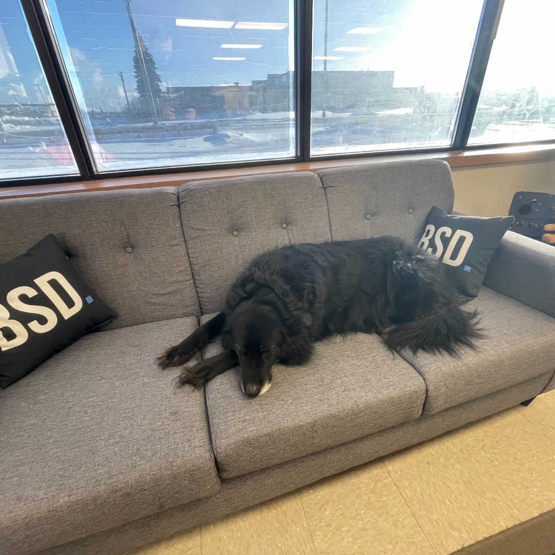 BitSpaceDevelop's tweet photo. Meet Bear, our furry four-legged colleague who brings so much joy to our office! Bear is more than just a dog, he's a morale booster, a stress-reliever, and an all-around good boy. πΎβ€οΈ #OfficeDog #GoodBoy #MoraleBooster #StressReliever #BearTheDog https://t.co/Jux9TUz8ot