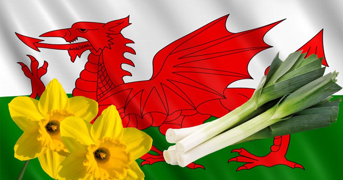DavidPWhittle's tweet photo. White Rabbits! 

And Happy St David's Day! "Dydd Gŵyl Dewi Hapus!"

#FirstOfMarch #HappyStDavidsDay #StDavidsDay #FirstOfTheMonth #WhiteRabbits https://t.co/6fdqWKSLSe