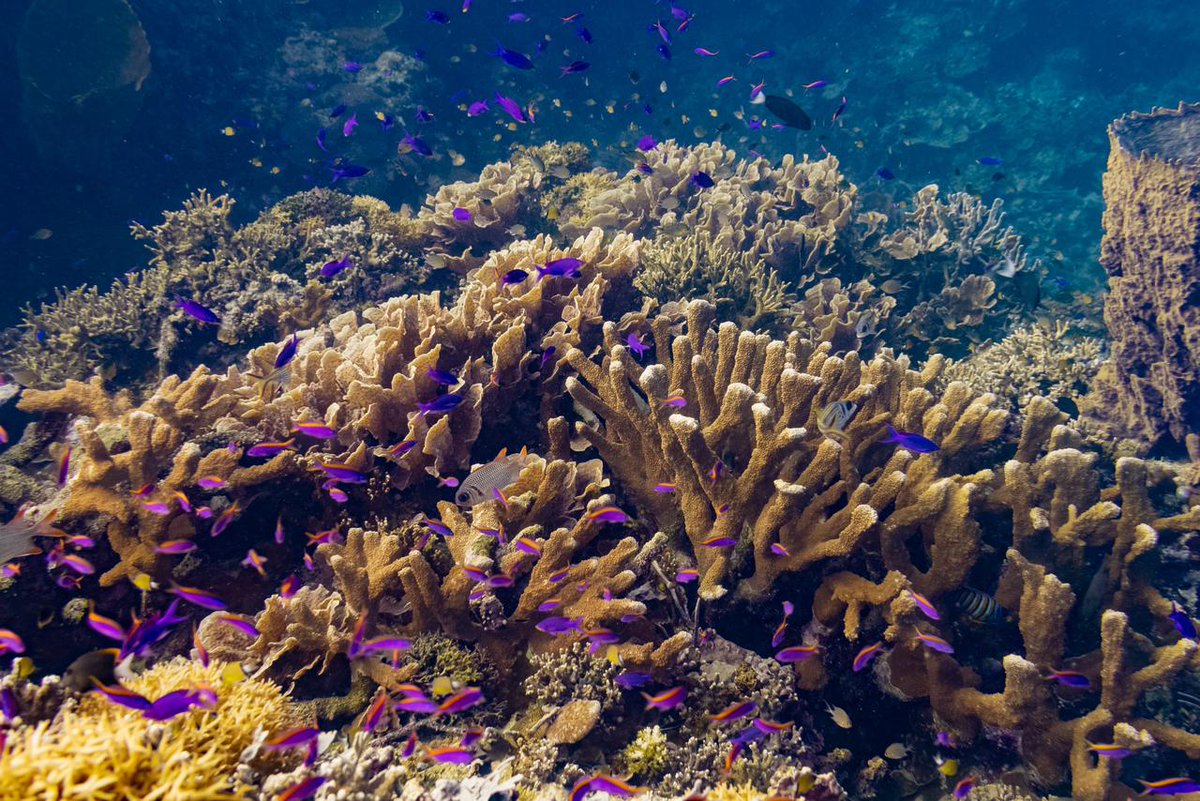 CycloTurtles by NotEssential™ tweet media