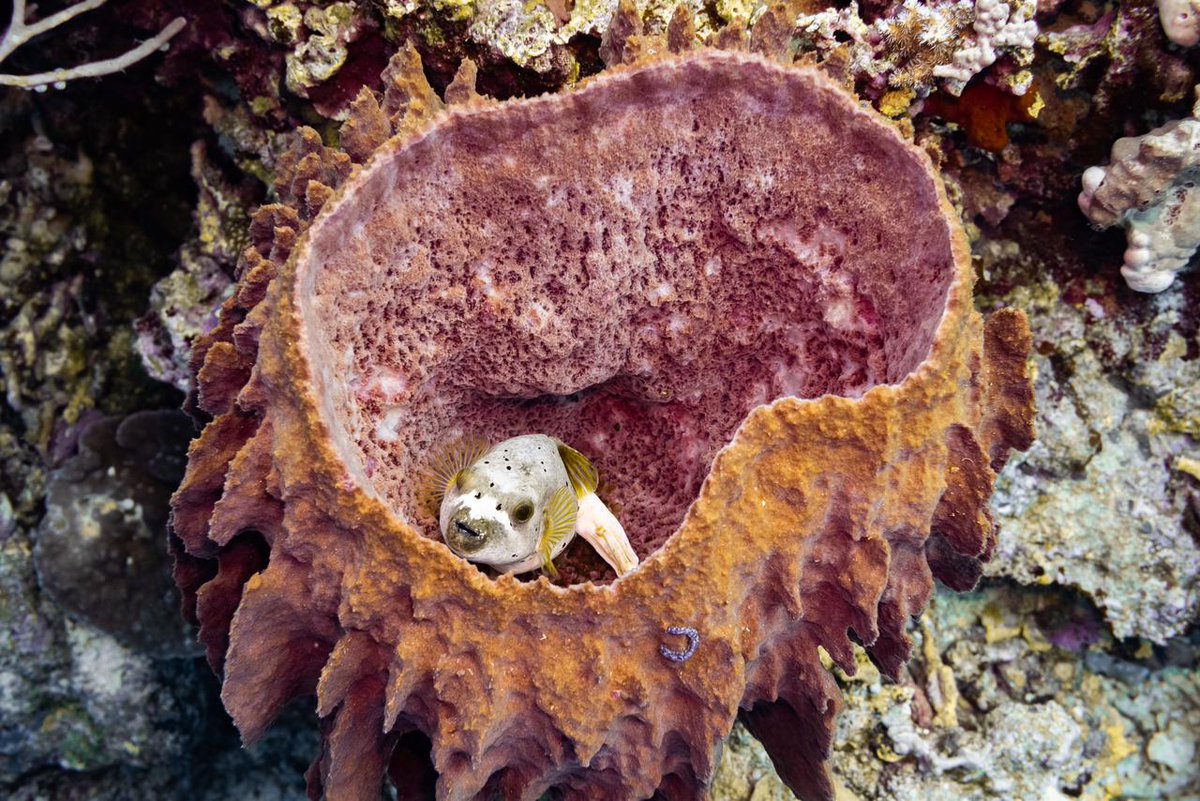 CycloTurtles by NotEssential™ tweet media