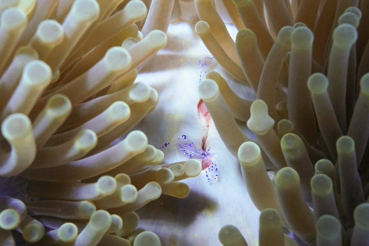 CycloTurtles by NotEssential™ tweet media