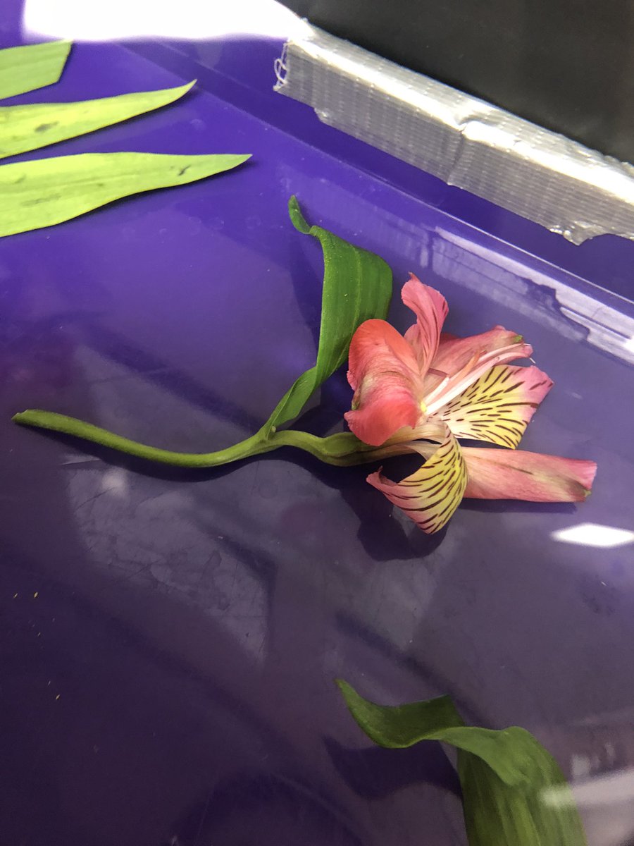 Diana Mitchell tweet media