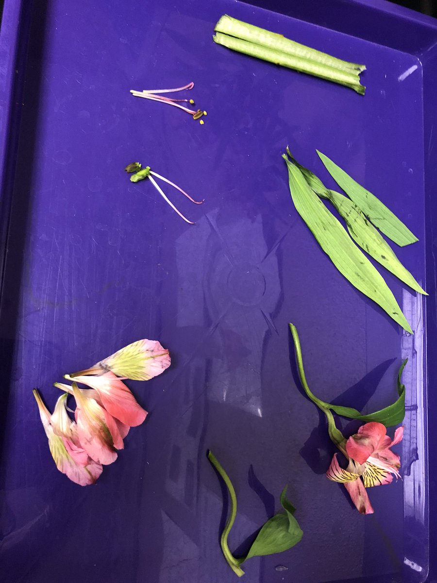 Diana Mitchell tweet media