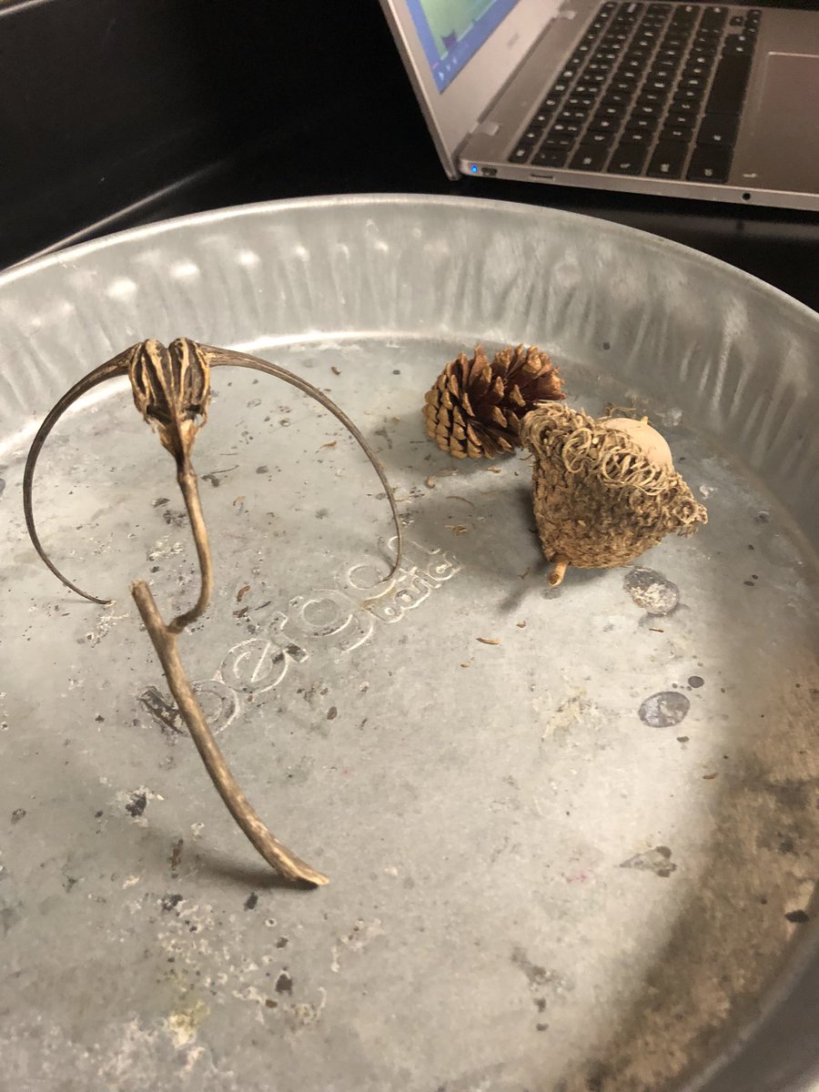 Diana Mitchell tweet media