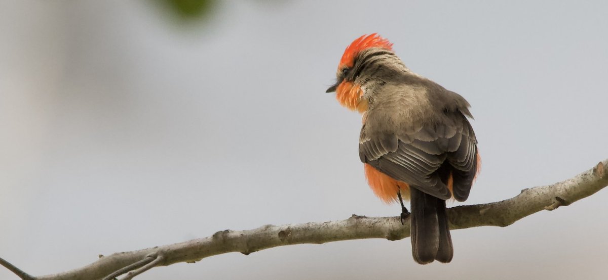 Vermilion Flycatcher Burbank, California #losangelesaudubonsociety #westcoastbirds #stilobirds #flycatcher #burbankbirds